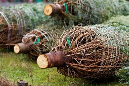 Weihnachtsbaum selber schlagen: Preise & Termine für Erfurt & ganz Thüringen