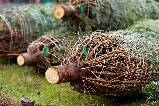 Weihnachtsbaum selber schlagen | Erfurt| Thüringen | Weimar | Jena | Preise