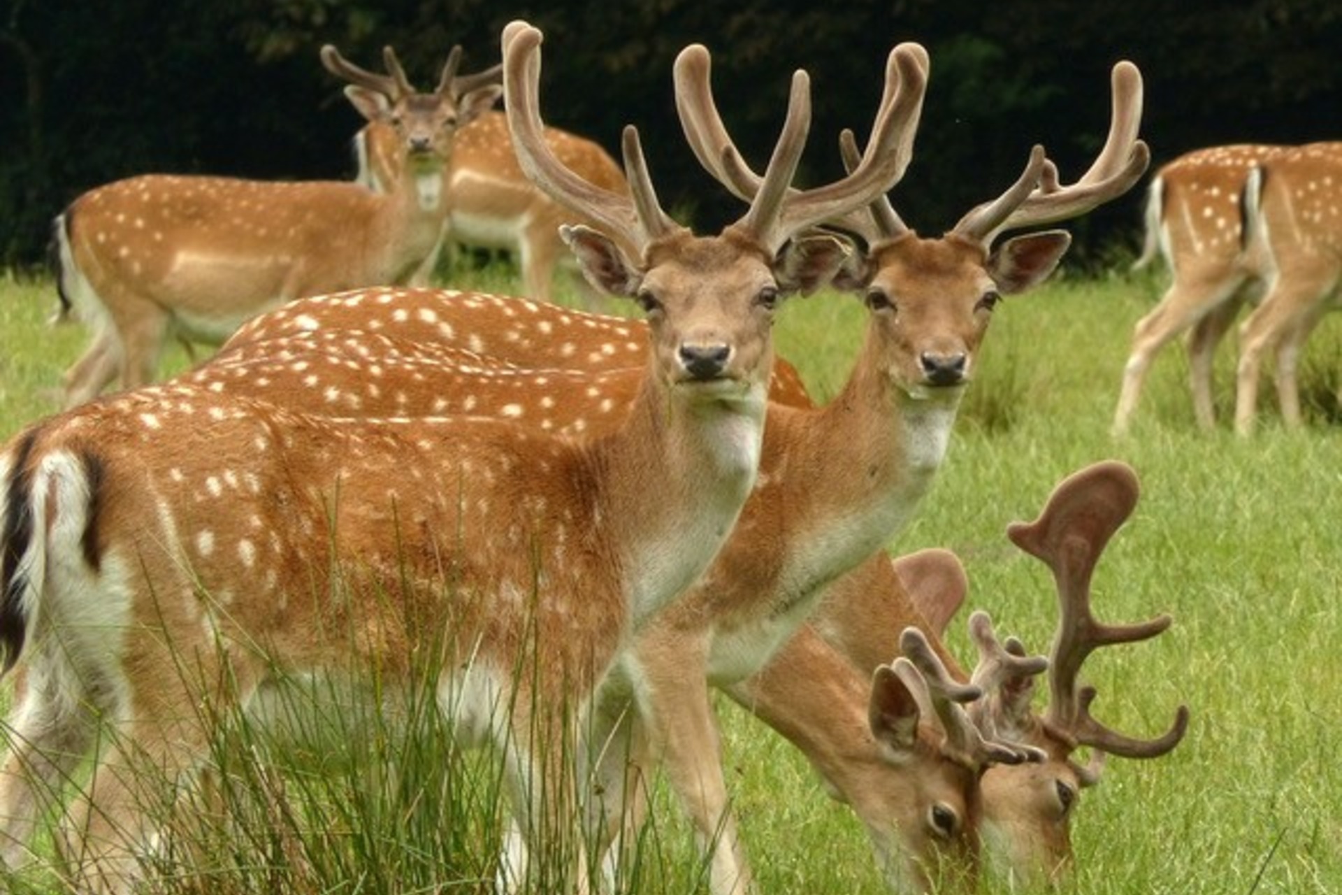Fotokurs mit Fototour: Wildpark