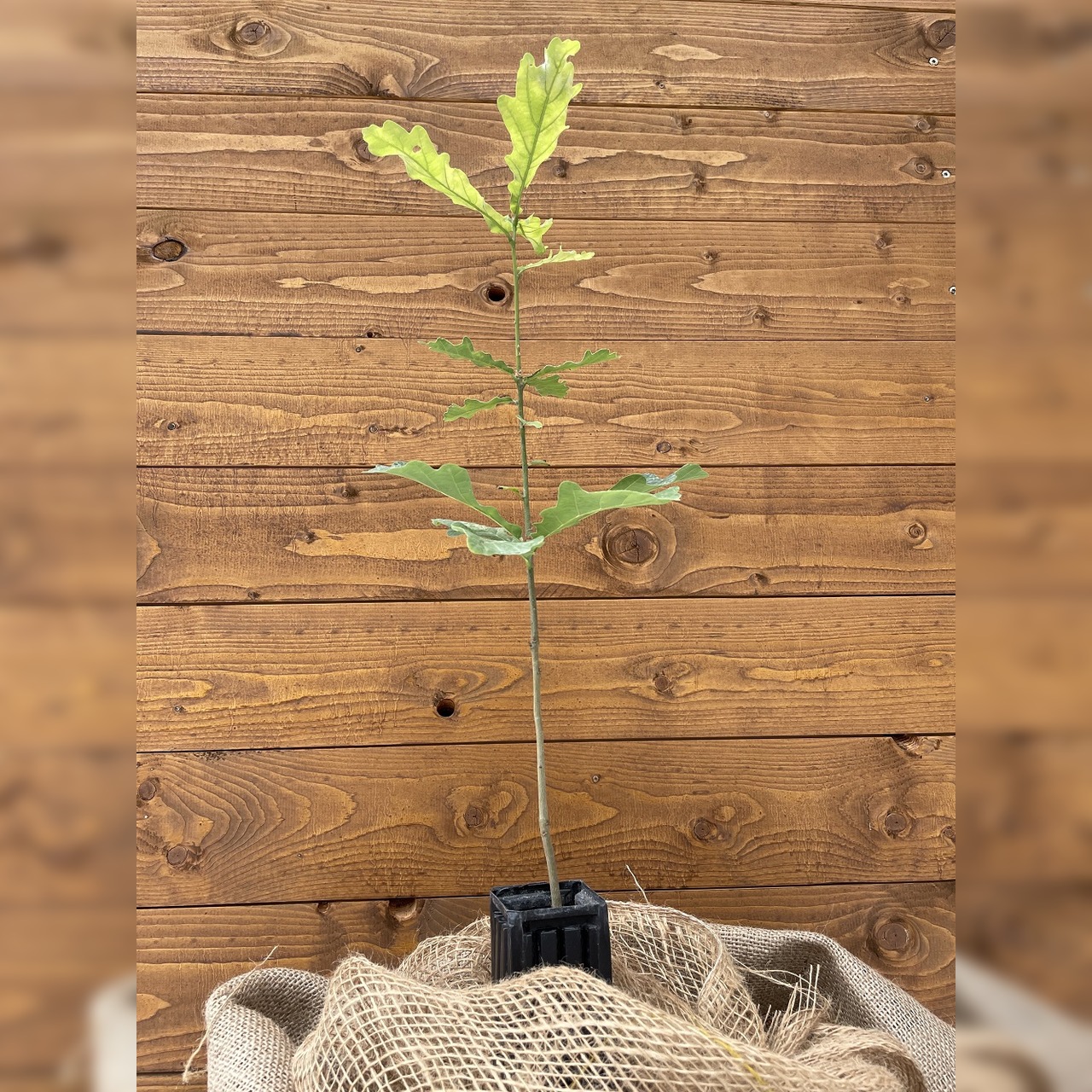 Trüffelbaum "Traubeneiche"