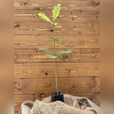 Trüffelbaum "Traubeneiche"