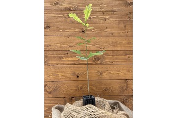 Trüffelbaum "Traubeneiche"