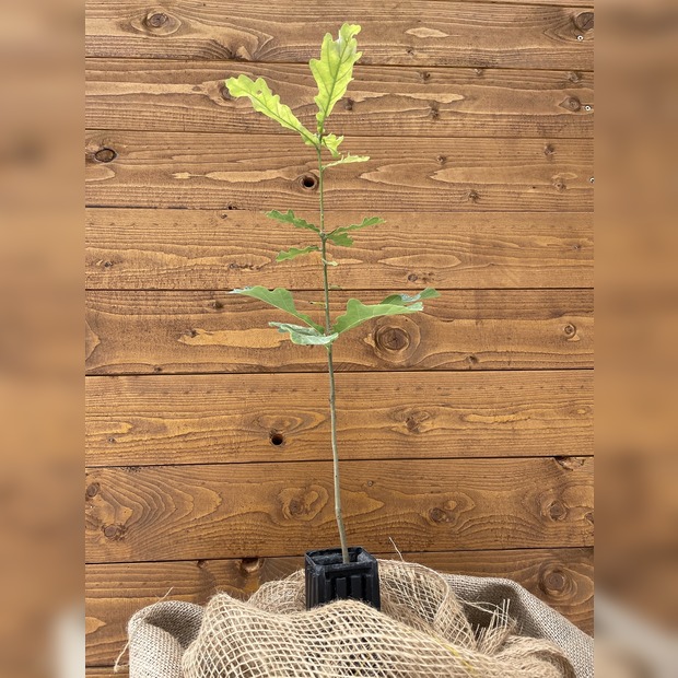 Trüffelbaum "Traubeneiche"