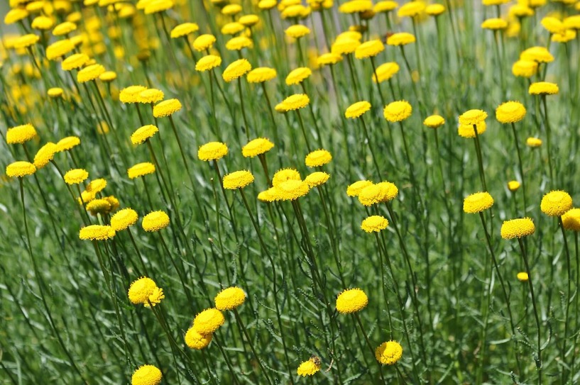 Heiligenkraut, Korbblüter, sonnig, grün, Natur, Zwergstrauch, Speisepflanze