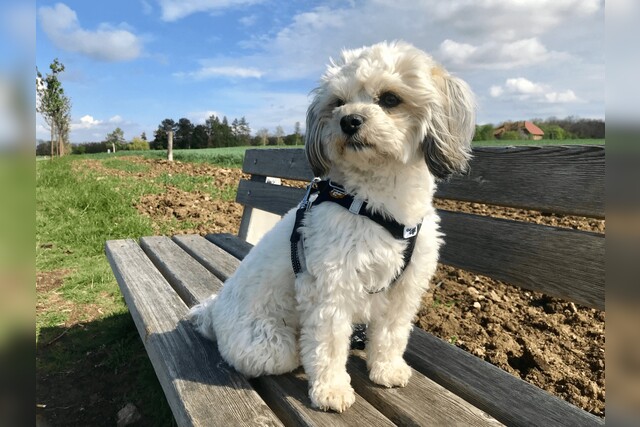 Hundekrankenversicherung | Preisvergleich | Petplan | Agila | Uelzener