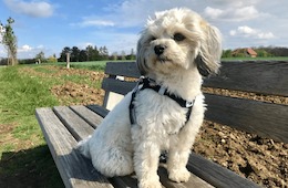 Hundekrankenversicherung im Vergleich & Test: Ein unabhängiger Makler gibt Tipps zum Preisvergleich Hundekrankenversicherung im Vergleich & Test: Ein unabhängiger Makler gibt Tipps zum Preisvergleich