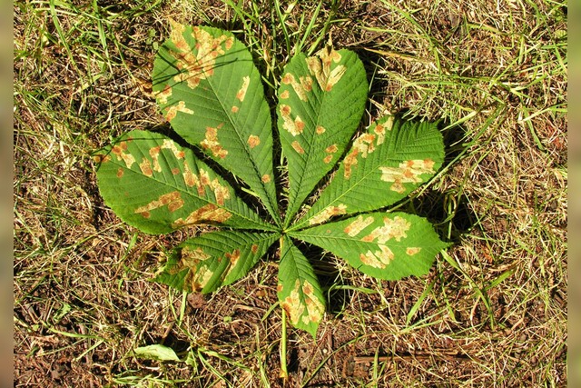 Kastanie, Rosskastanie, Blatt, Rosskastanienminiermotte, Natur, Baumschaden, Schädling