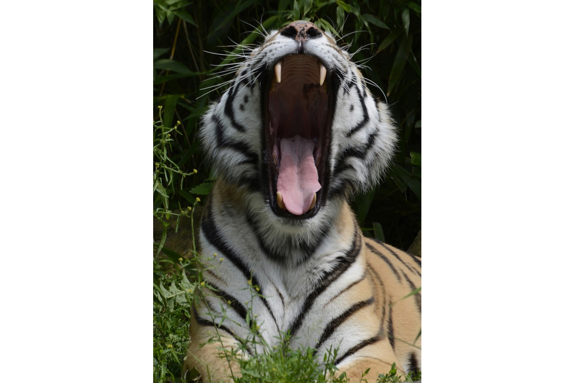 Fotokurs mit Fototour: Allwetter-Zoo