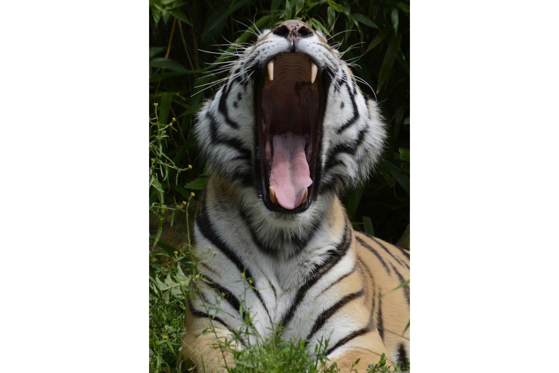 Fotokurs mit Fototour: Allwetter-Zoo