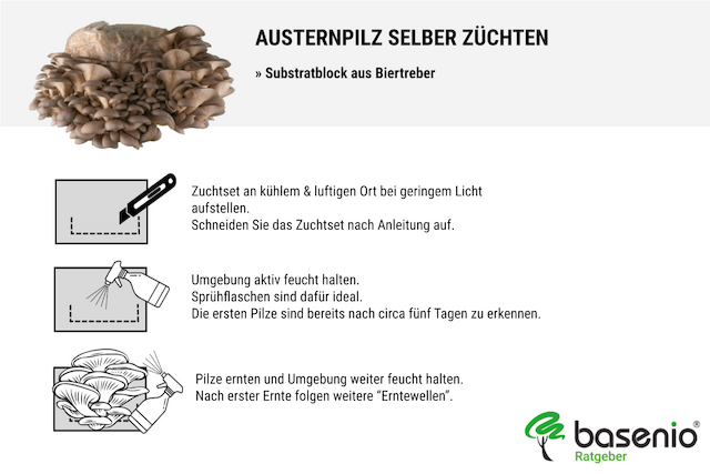 Austernpilz selber züchten | Anleitung