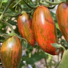 Tomate „Purple Smaragd“ - BIO-Tomatensorte [samenfest]