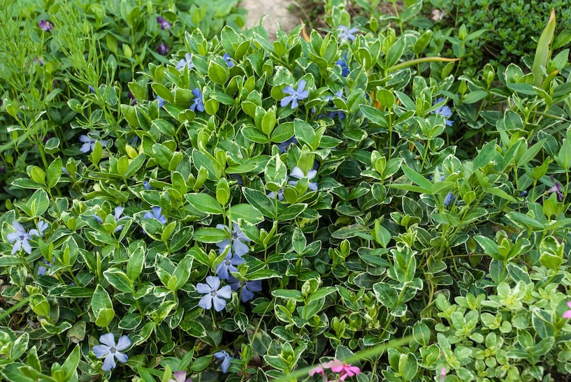 kleines Immergrün, Halbschattengewächs, Schattengewächs, Blüte, Bodendecker, grün, Natur