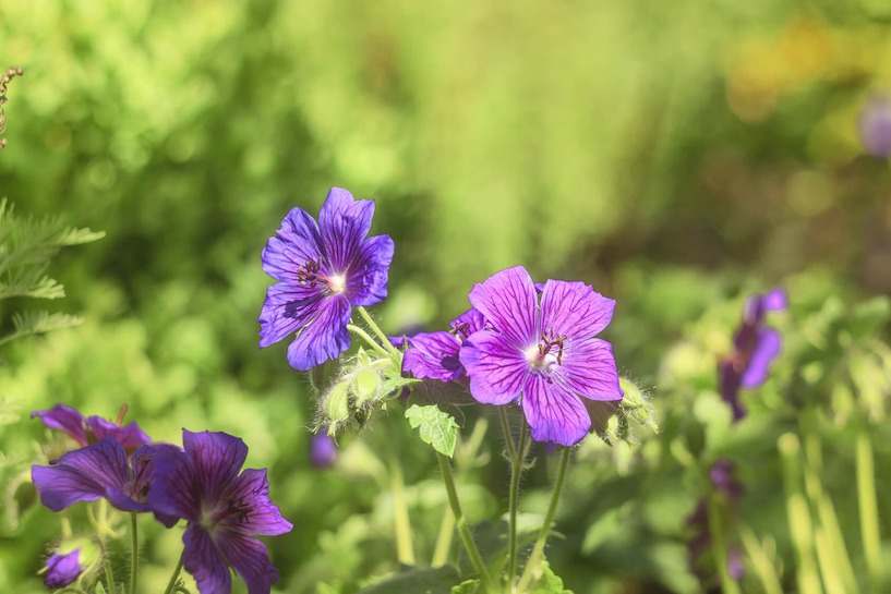 Storchenschnabel, Schattengewächs, Blüte, grün, Natur, Bodendecker