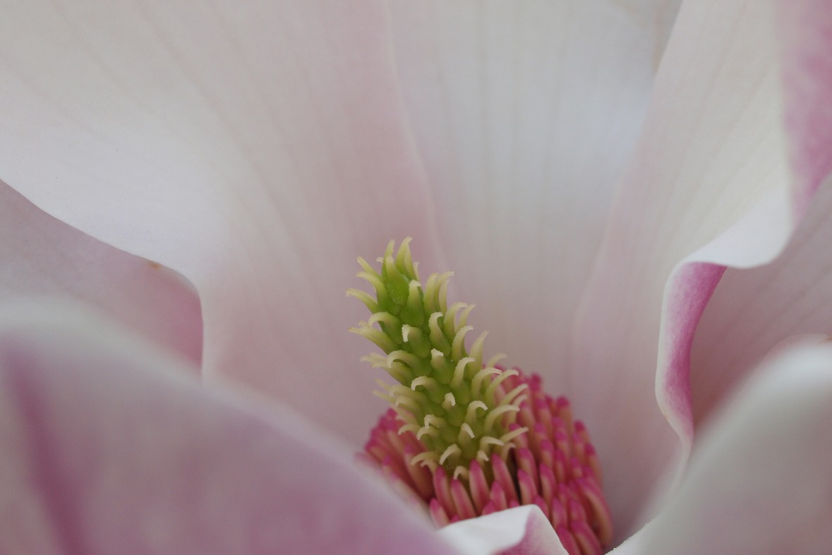 Fotokurs mit Fototour: Herrenhäuser Gärten