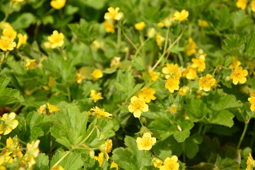 Waldsteinie, Golderdbeere, Halbschattengewächs, Schattengewächs, Blüte, Natur, grün