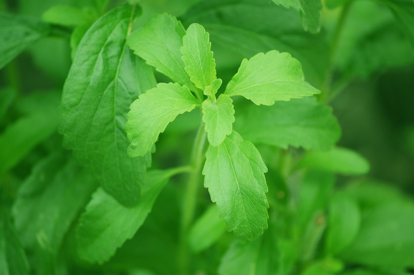 Stevia Zucker kaufen | Zuckerersatz Bild zum Artikel: Stevia Zucker kaufen | Zuckerersatz | Was ist Stevia