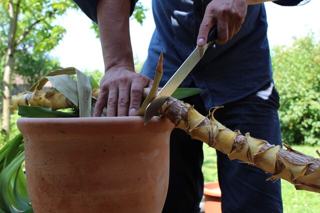 Yucca, Messer, schneiden