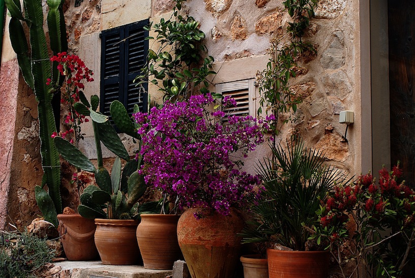 Mediterrane Pflanzen Fur Den Balkon Garten Tipps Tricks