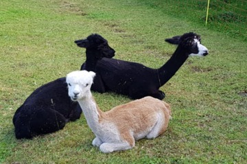 Alpaka Wanderung: Mittlere Tour