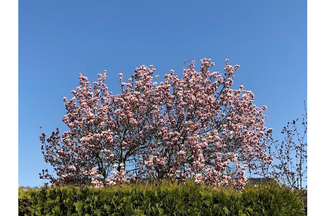 Magnolien