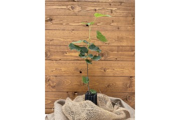 Trüffelbaum "Sommerlinde"