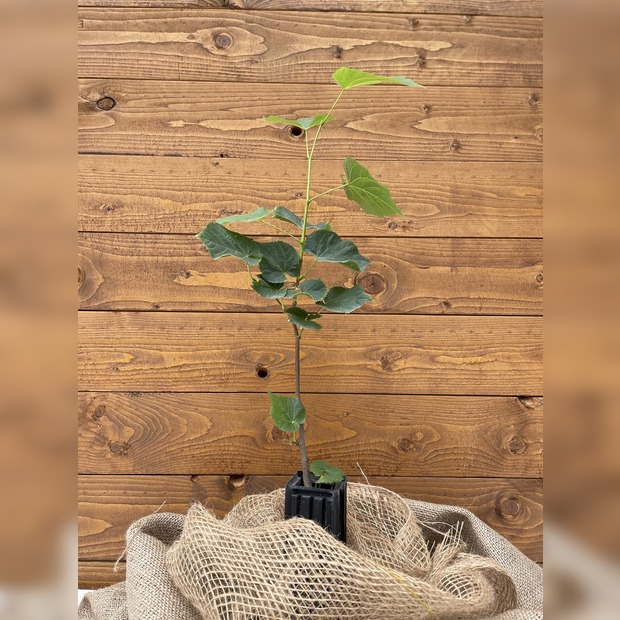 Trüffelbaum "Sommerlinde"