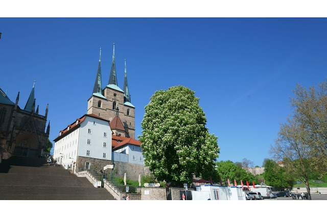 Sankt Severi, Severikirche Erfurt, Domberg, Domhügel, Kastanie, Kirche, Religion, Domstufen