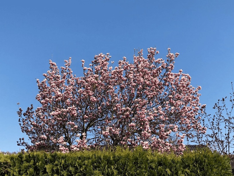 Magnolien zĂ€hlen zu den wertvollsten Ziergehölzen bei den FrĂŒhlingsblĂŒhern. Magnolien, blĂŒhen, BlĂŒte