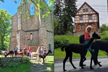 Alpakawanderung: Burgstein & Kienmühle