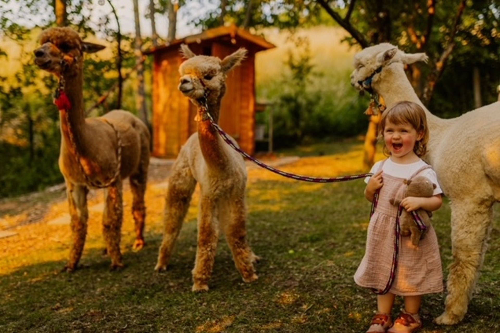 Alpakawanderung Hopfengraben