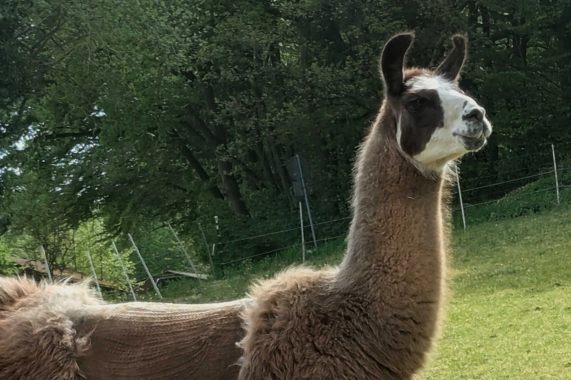 Lama Trekking