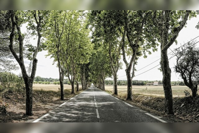 Allee, Straße, Bäume, Baum