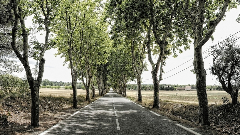 Jeder Baum sollte die richtige Pflege erfahren. Allee, Straße, Bäume, Baum