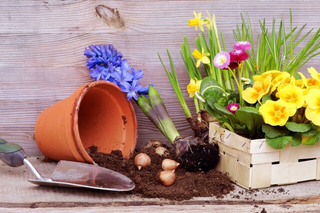 Beliebte Gartenpflanzen | Frühling | Sommer | Herbst | winterhart