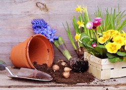 Die Top-25 Gartenpflanzen für den Frühling, Sommer, Herbst & Winter (winterharte) mit Bildern Die Top-25 Gartenpflanzen für den Frühling, Sommer, Herbst & Winter (winterharte) mit Bildern