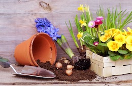 Die Top-25 Gartenpflanzen für den Frühling, Sommer, Herbst & Winter (winterharte) mit Bildern Die Top-25 Gartenpflanzen für den Frühling, Sommer, Herbst & Winter (winterharte) mit Bildern
