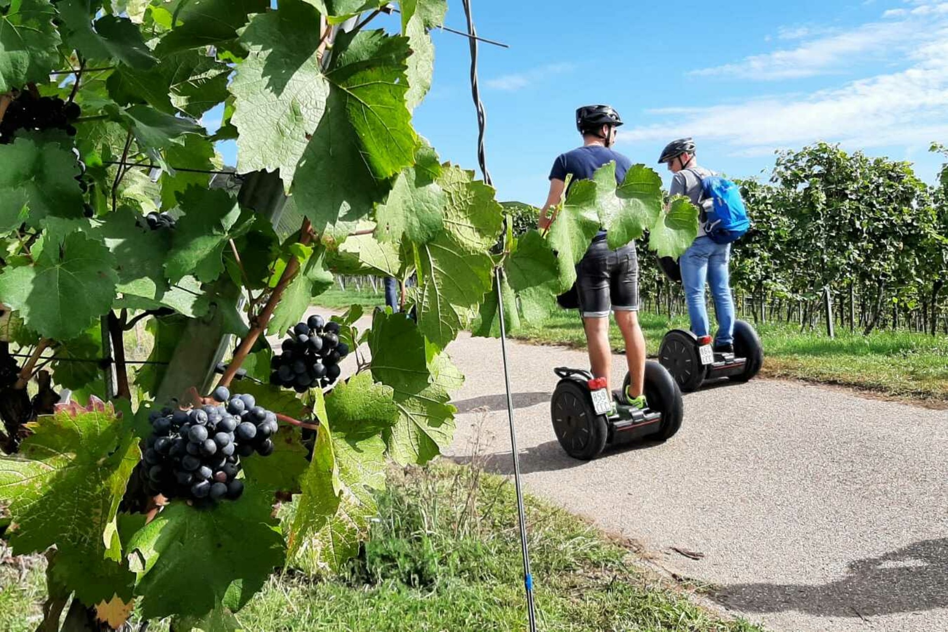 Segway Tour: Heilbronn Weinerlebnistour
