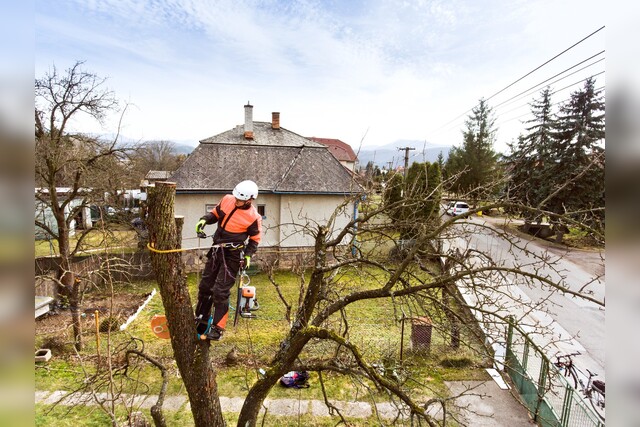 Baum fällen | Thüringen | Kosten | Vorschriften | Baumsatzungen