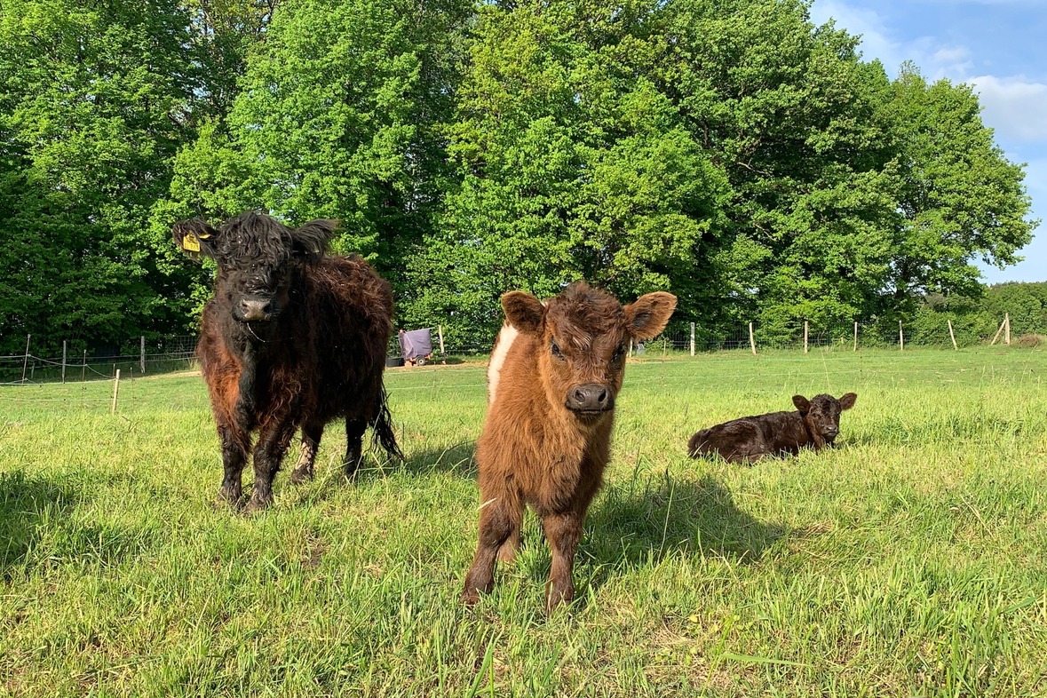 „Auf Du und Du mit der Mini-Kuh" – Kuhkuscheln mit Mini-Galloways (1 Person)