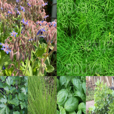 Kräutersamen-Set "Küchenkräuter" - BIO Kräutersamen [samenfest]