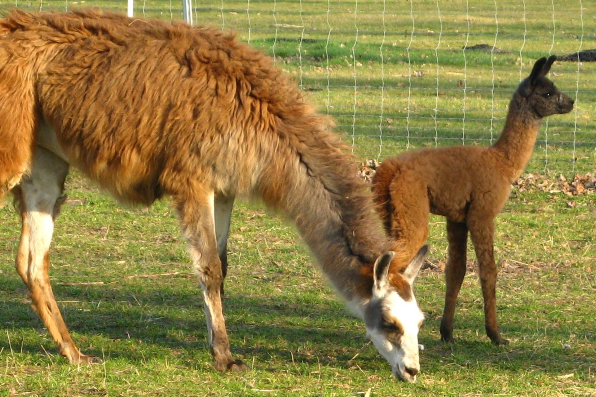 Schnupperstunde: Mit Lama und Alpaka auf Du und Du