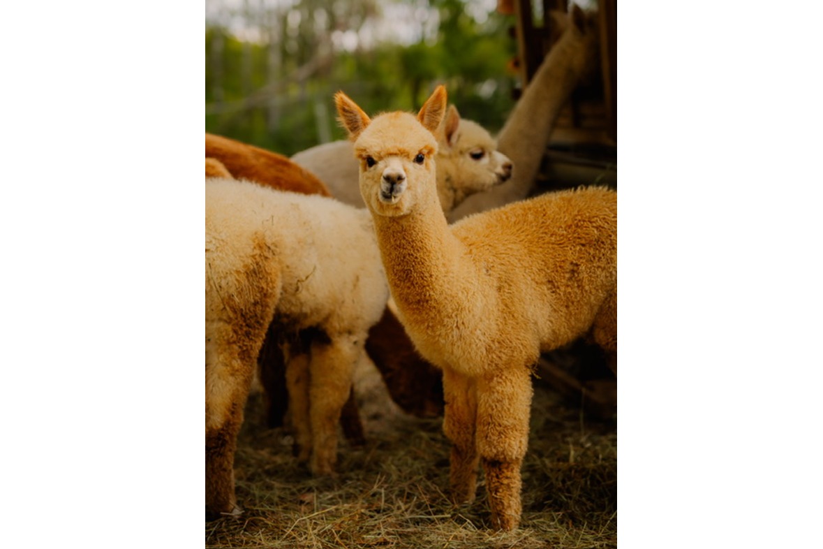 Alpakawanderung Wutschenbach