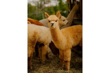 Alpakawanderung Dreiherrenstein