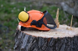 Wie können Sie Baumstümpfe & Baumwurzeln richtig entfernen? Tipps vom Baumprofi