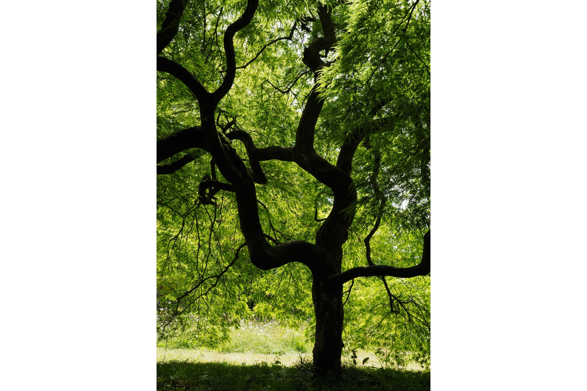 Fotokurs mit Fototour: Schloß & Botanischer Garten