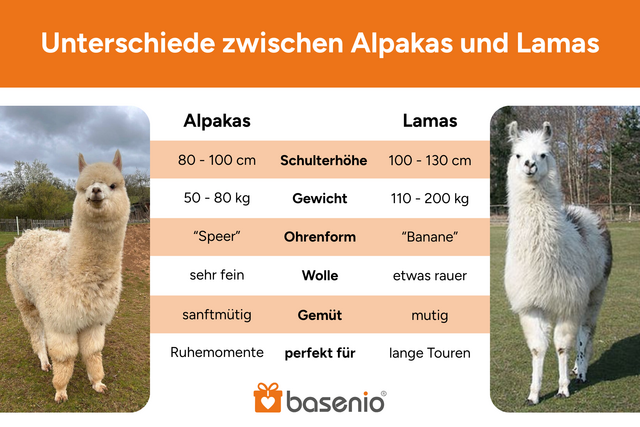 Alpaka Wanderung, Lama Wanderung, Unterschiede Alpakas Lamas