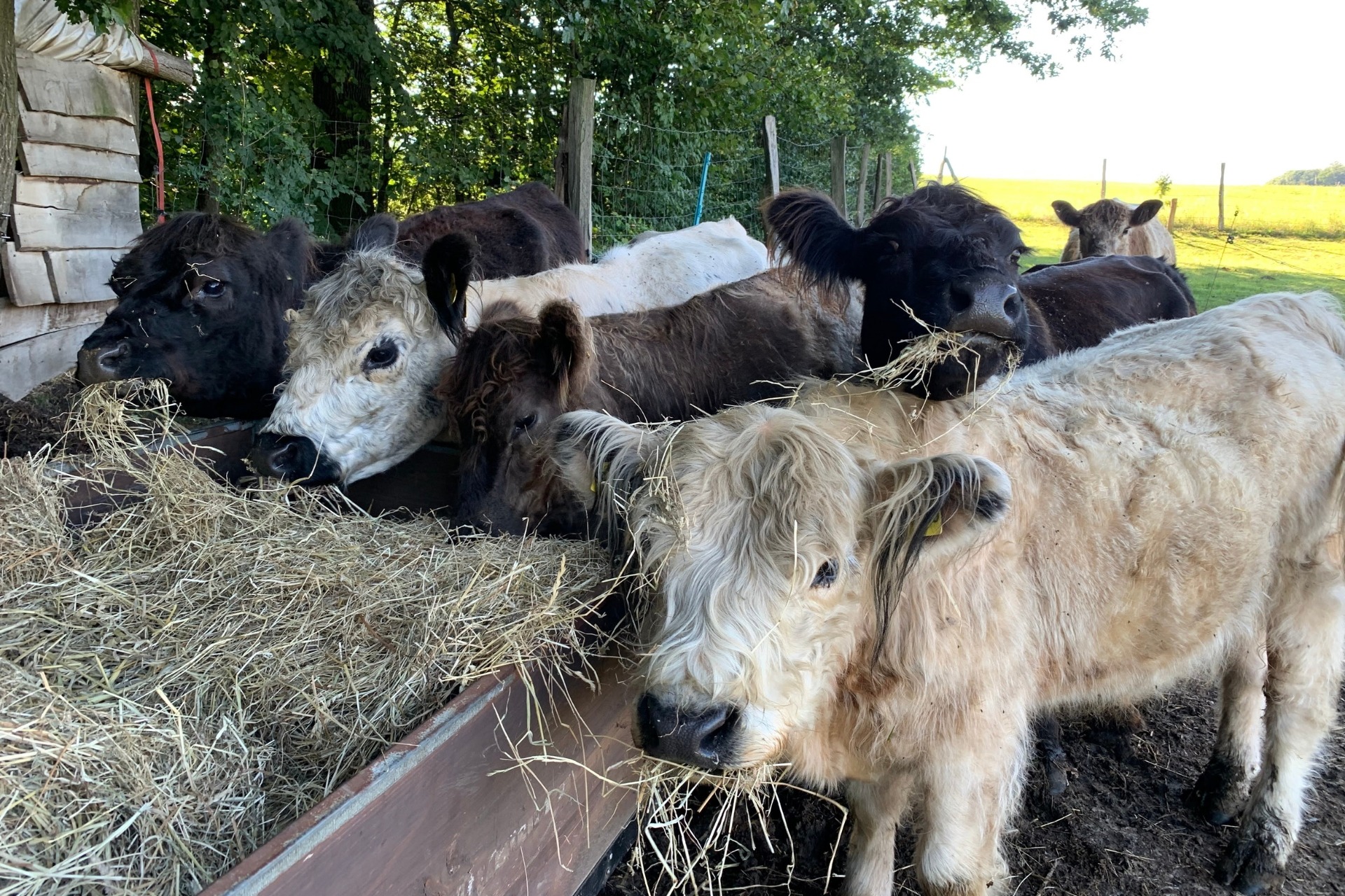 „Auf Du und Du mit der Mini-Kuh" – Kuhkuscheln mit Mini-Galloways (1 Person)