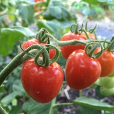Tomate "Taubenherz" - BIO-Tomatensorte [samenfest]