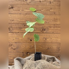 Trüffelbaum "Haselnuss"