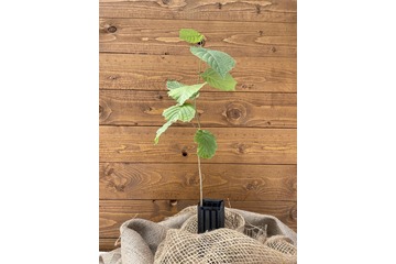 Trüffelbaum "Haselnuss"